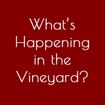 Explore The Buzz to see what's going on in the vineyard through the seasons.