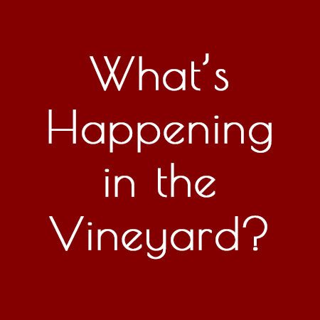 Explore The Buzz to see what's going on in the vineyard through the seasons.