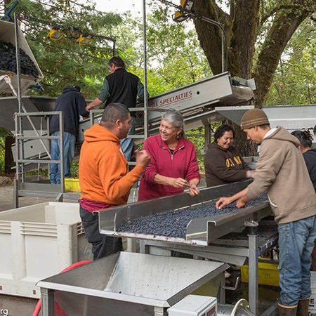 Check out The Buzz and our Gallery for what's going in the Dyer Vineyards. Also read reviews, vineyard reports and other musings.