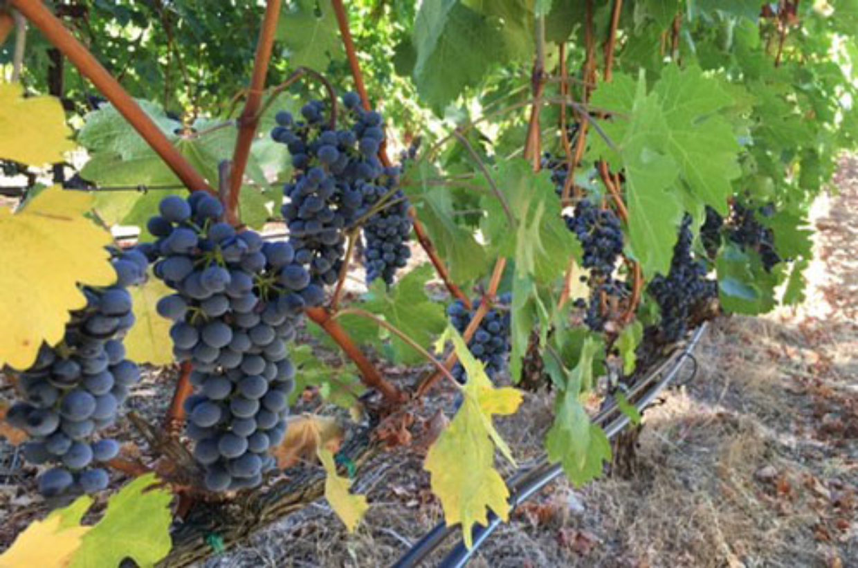 Almost Ripe