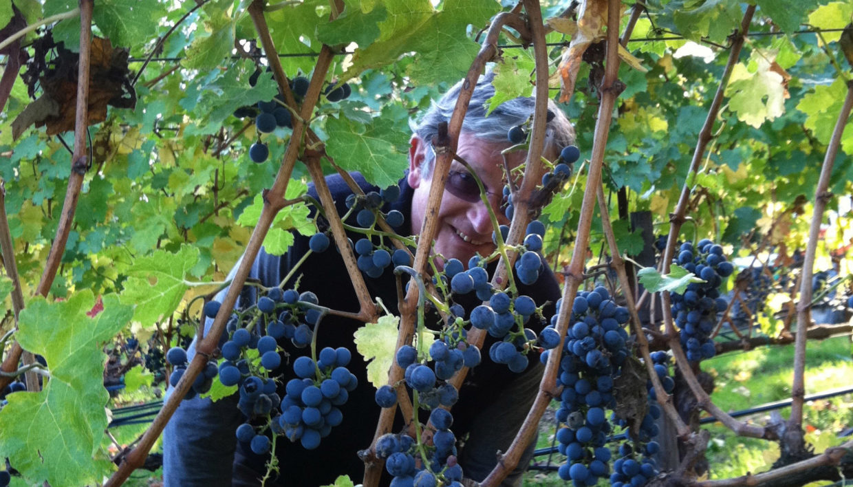 The big picture: wine style