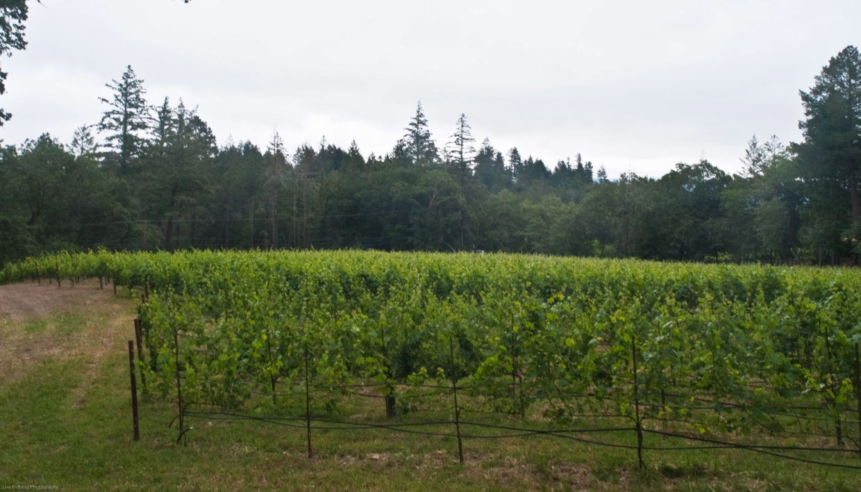 We’re Trying Something Different in our Vineyard
