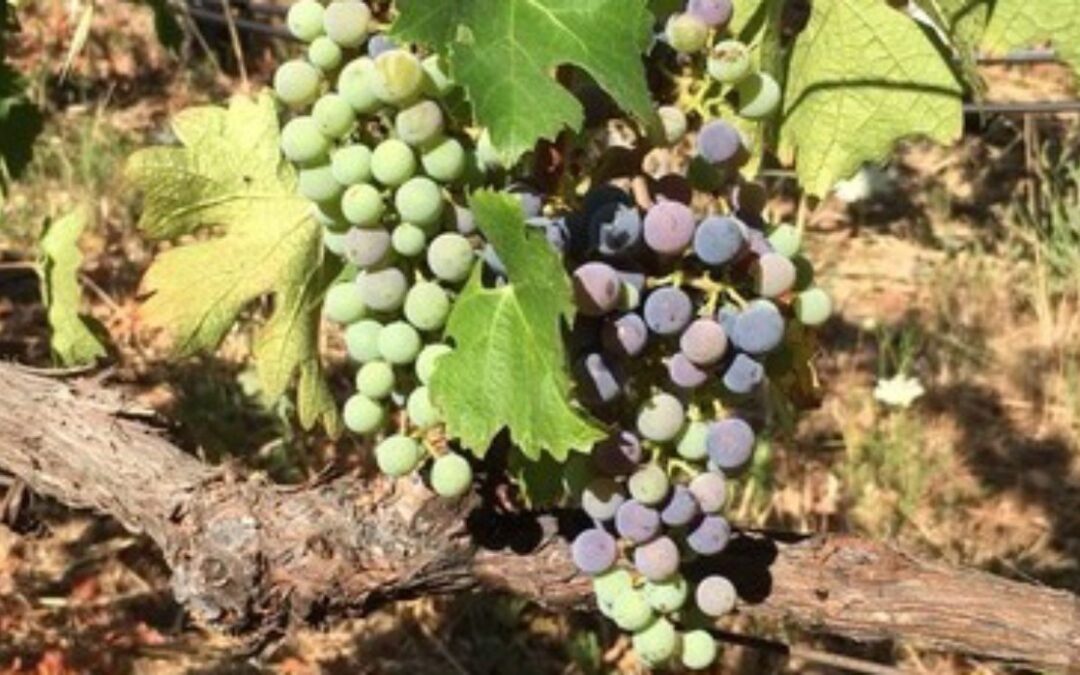 Dyer Vineyard Announces that verasion is now underway for Napa Valley Vineyards
