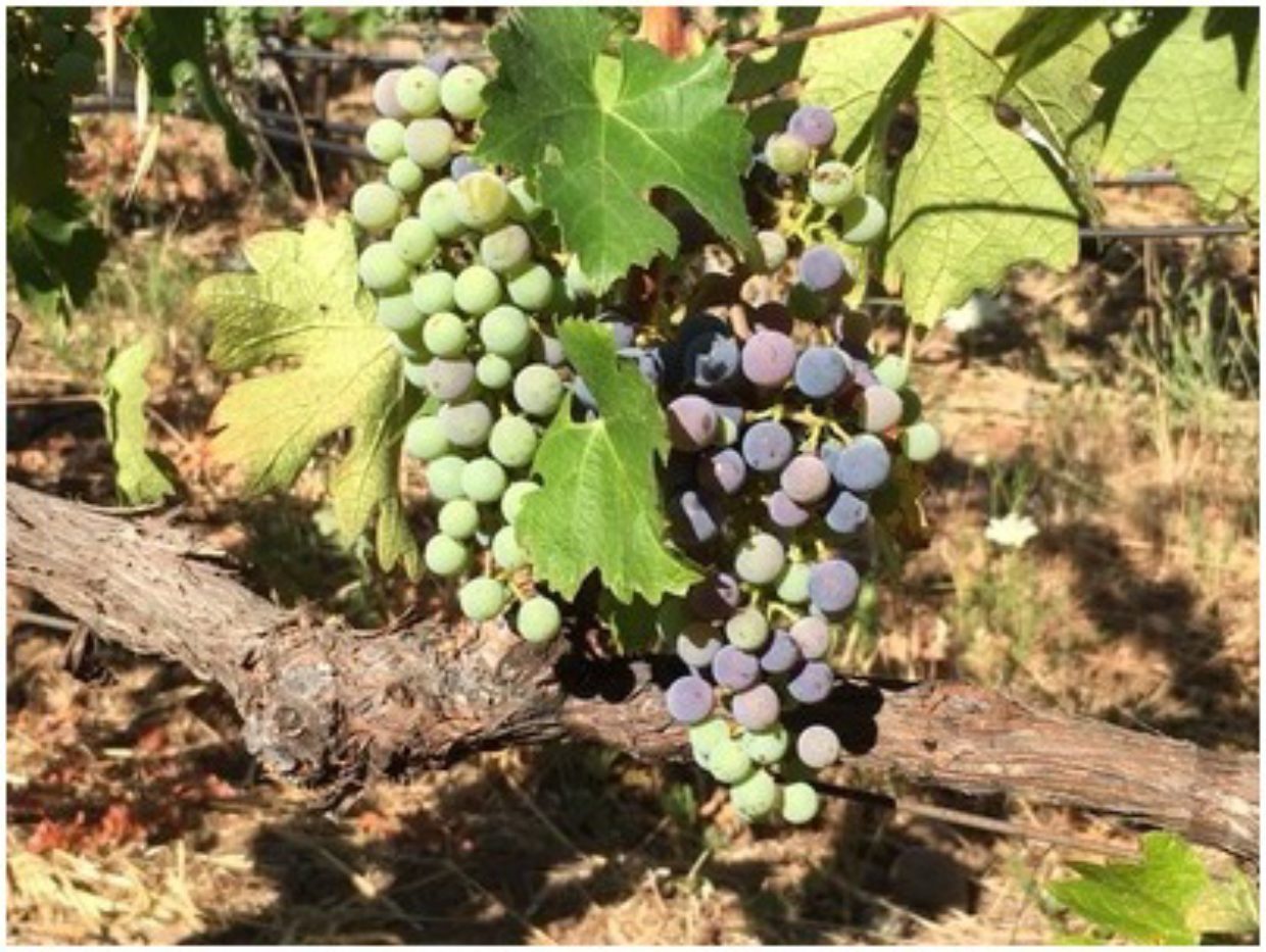 Dyer Vineyard Announces that verasion is now underway for Napa Valley Vineyards