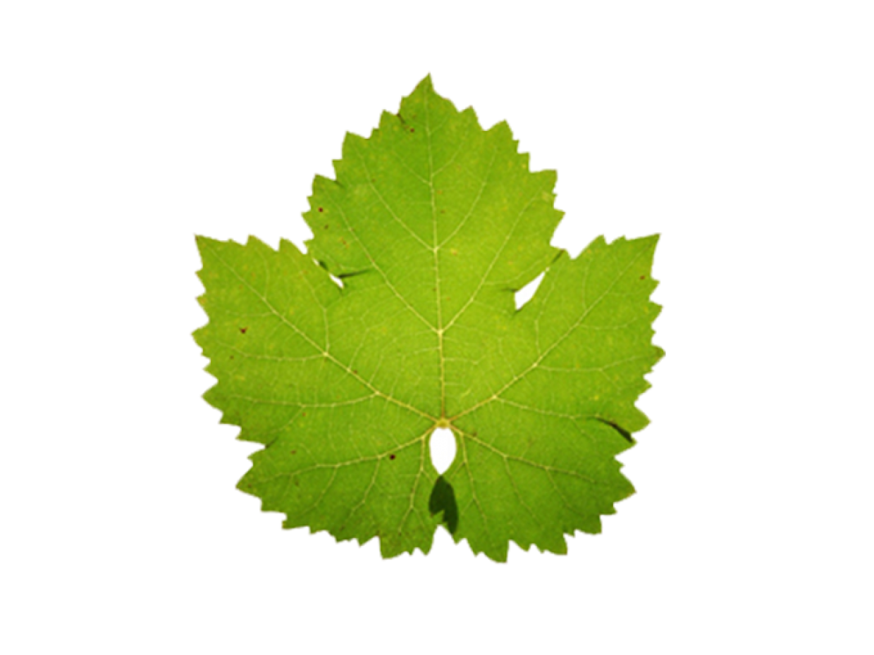 More about Cabernet Franc