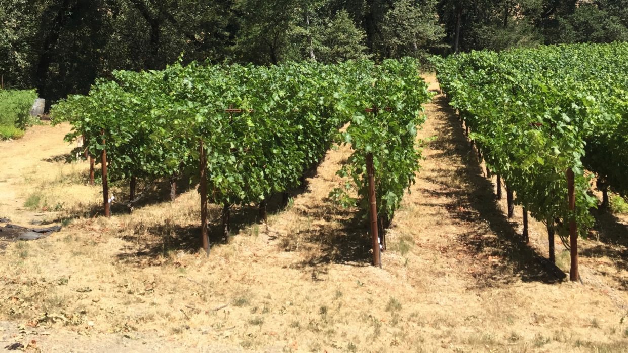 Soil 101: Dyer Wines’ Napa Valley Vineyard Switch to No-Till Farming