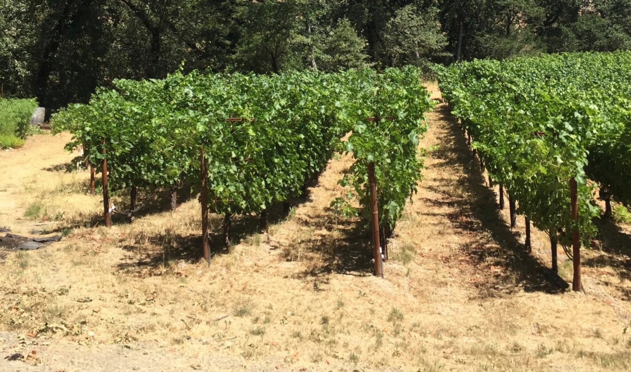 Soil 101: Dyer Wines’ Napa Valley Vineyard Switch to No-Till Farming