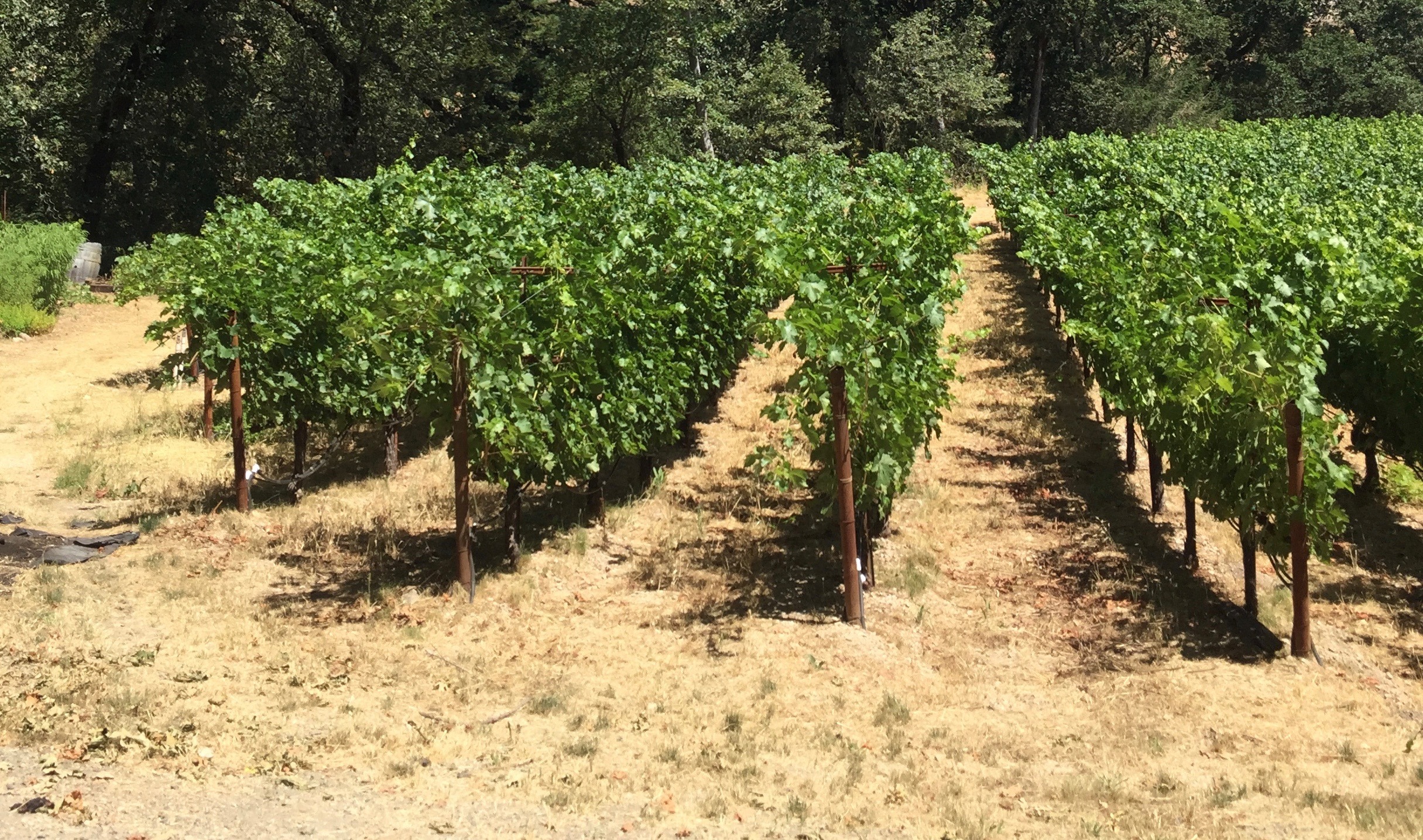 Dyer Wines’ Napa Valley Vineyard Switch to No-Till Farming