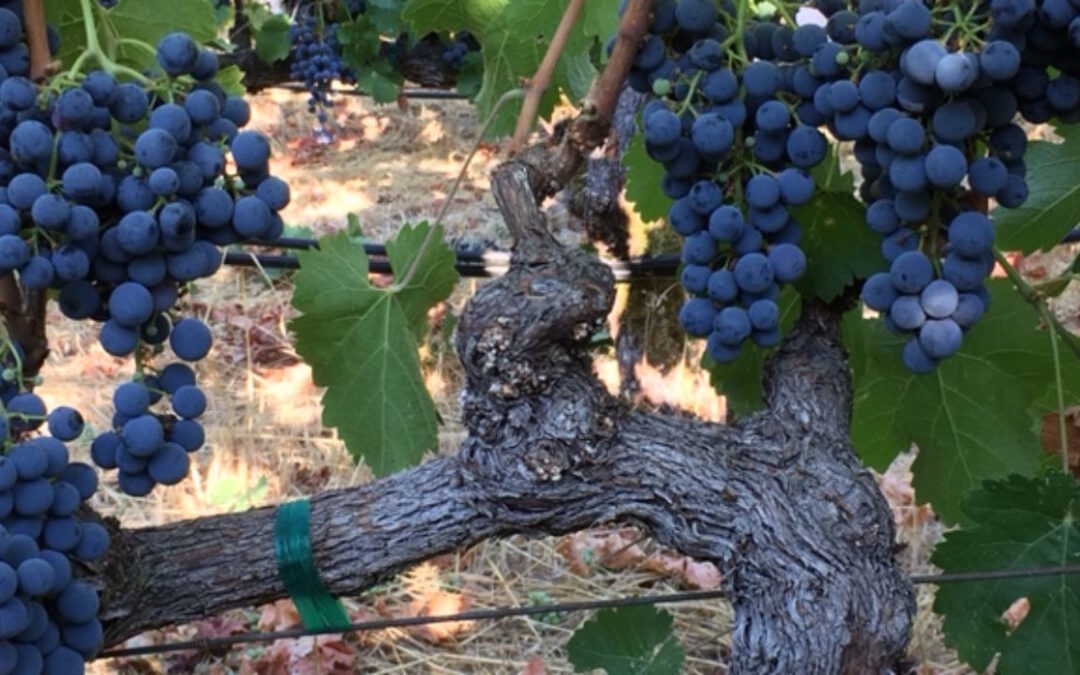 Growing, Growing… 2017 Is Underway with Cabernet Franc & More!