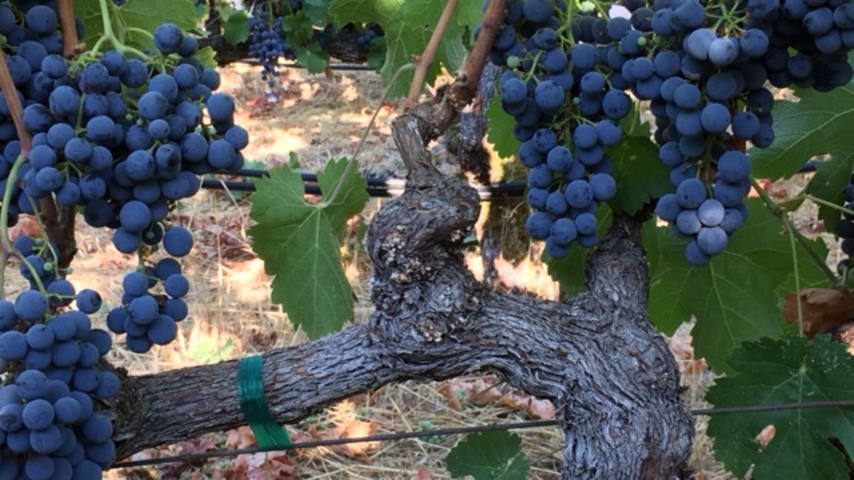 Growing, Growing… 2017 Is Underway with Cabernet Franc & More!