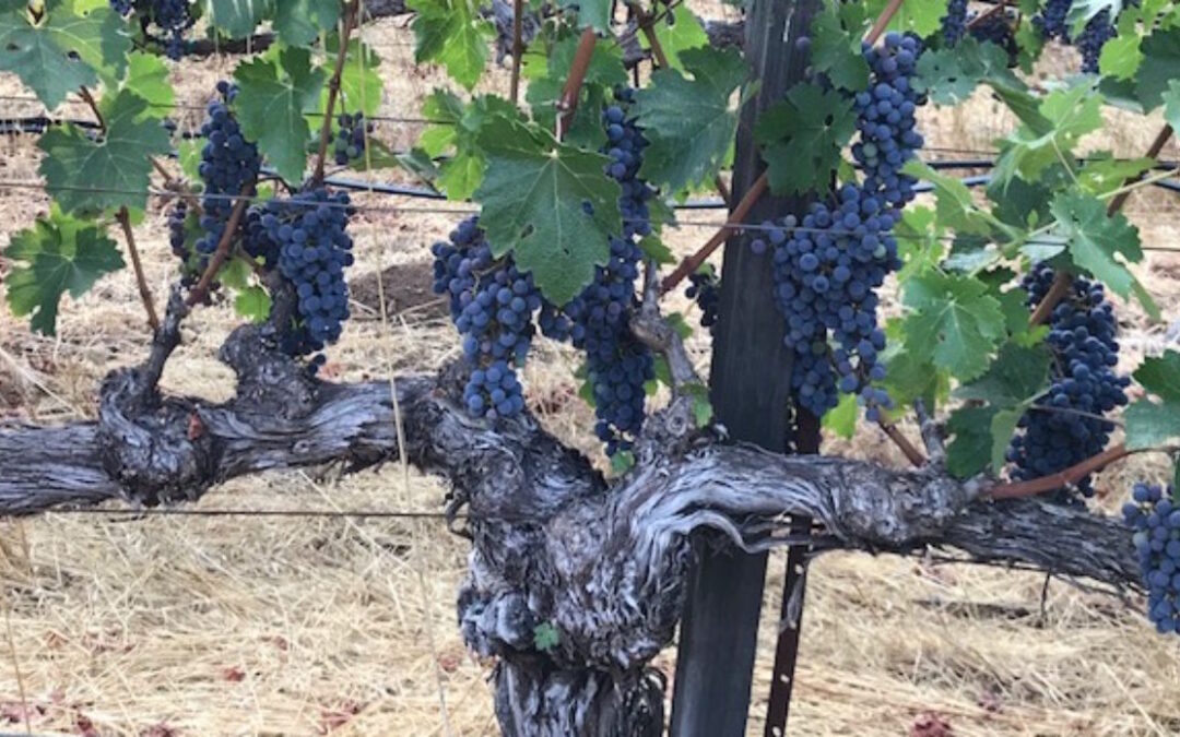 The Virtues (and challenges) of Older Vines