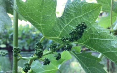 2019 Vintage in the Napa Valley: The Season Begins