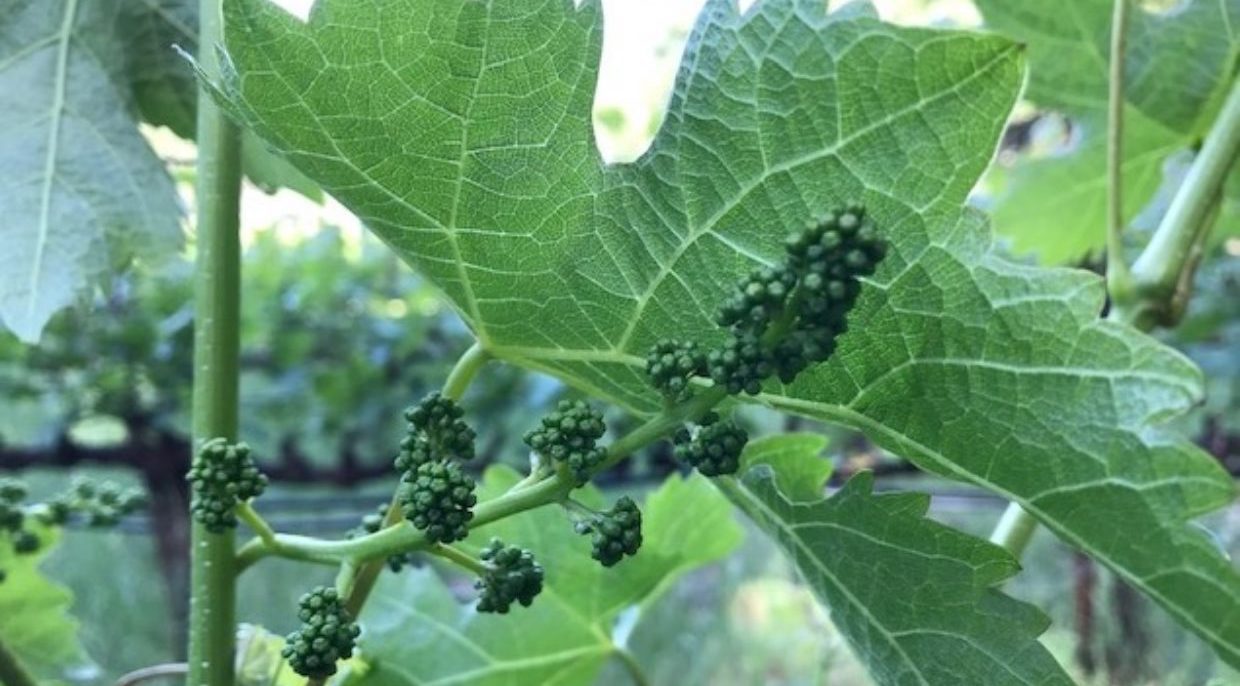2019 Vintage in the Napa Valley: The Season Begins