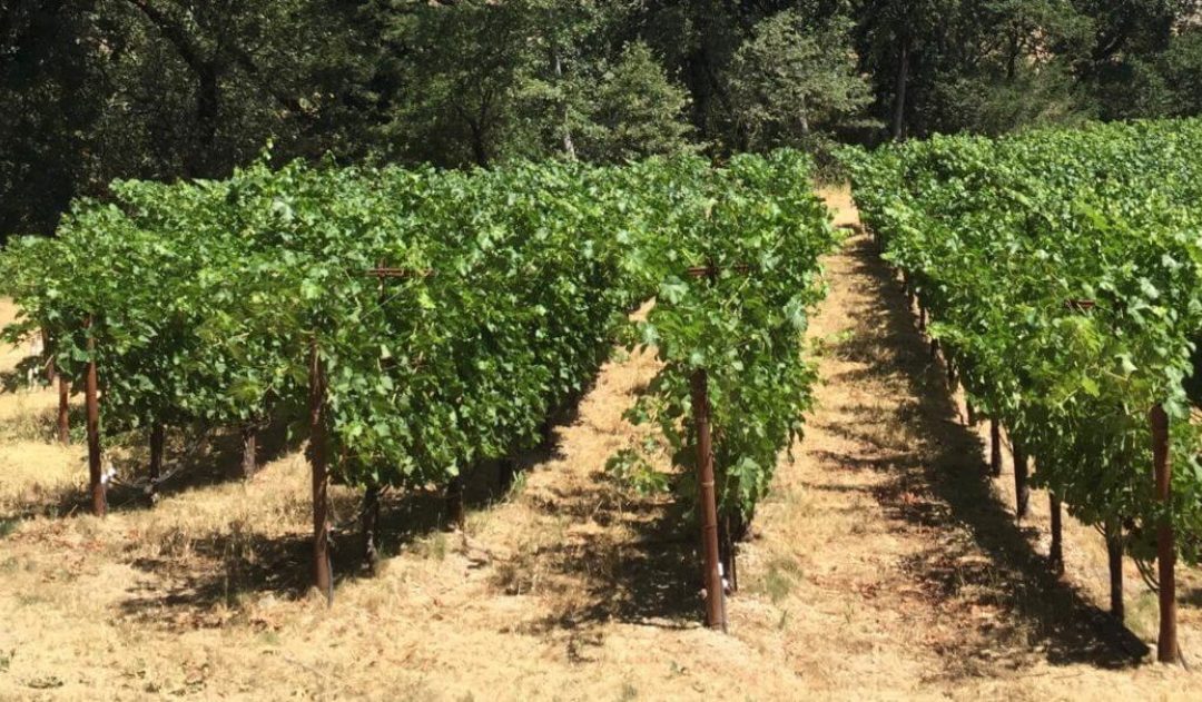 Napa Valley Cabernet Sauvignon: Vineyards and Wine Styles