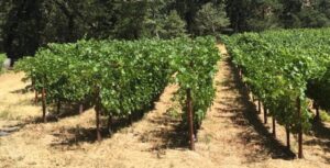 napa-valley-cabernet-sauvignon-vineyards-wine-1240x631