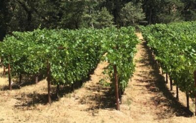 Napa Valley Cabernet Sauvignon: Vineyards and Wine Styles
