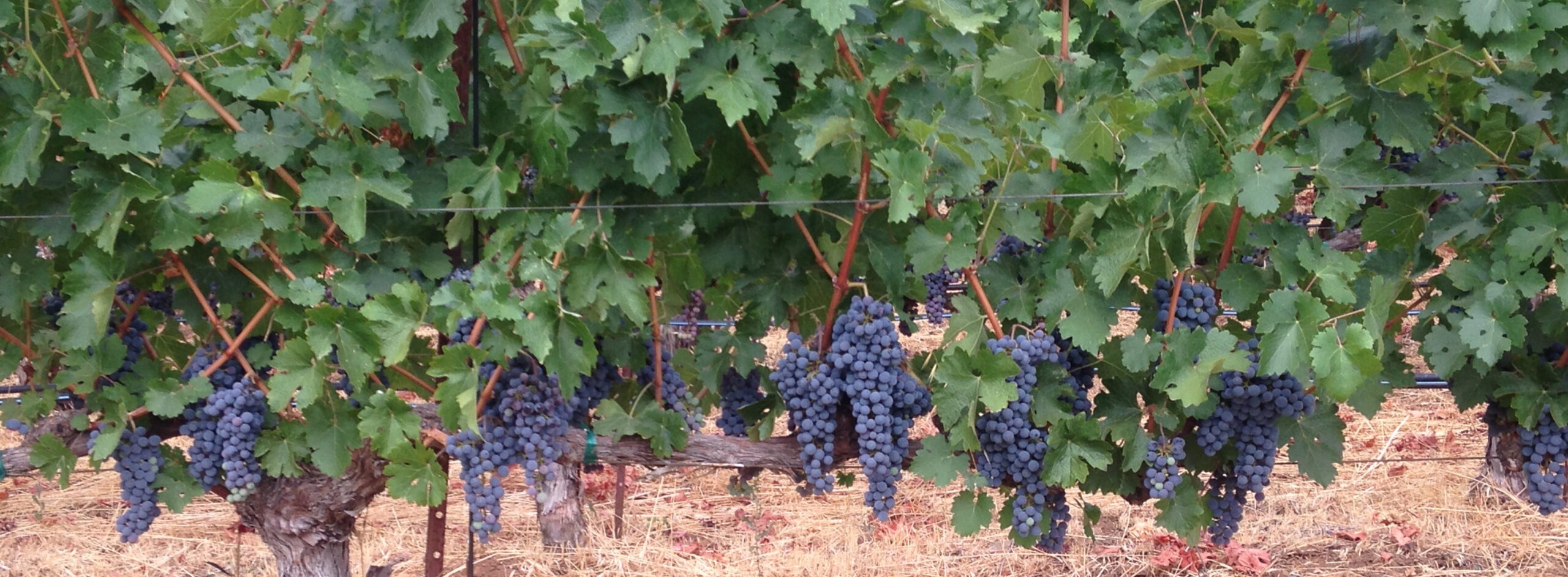 Cab-Sauv