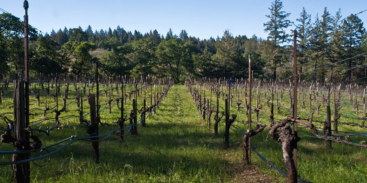 cabarnet franc vineyard